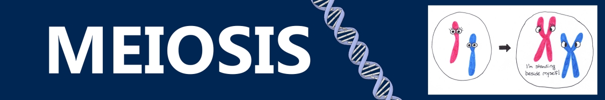 Meiosis Lab Banner Image