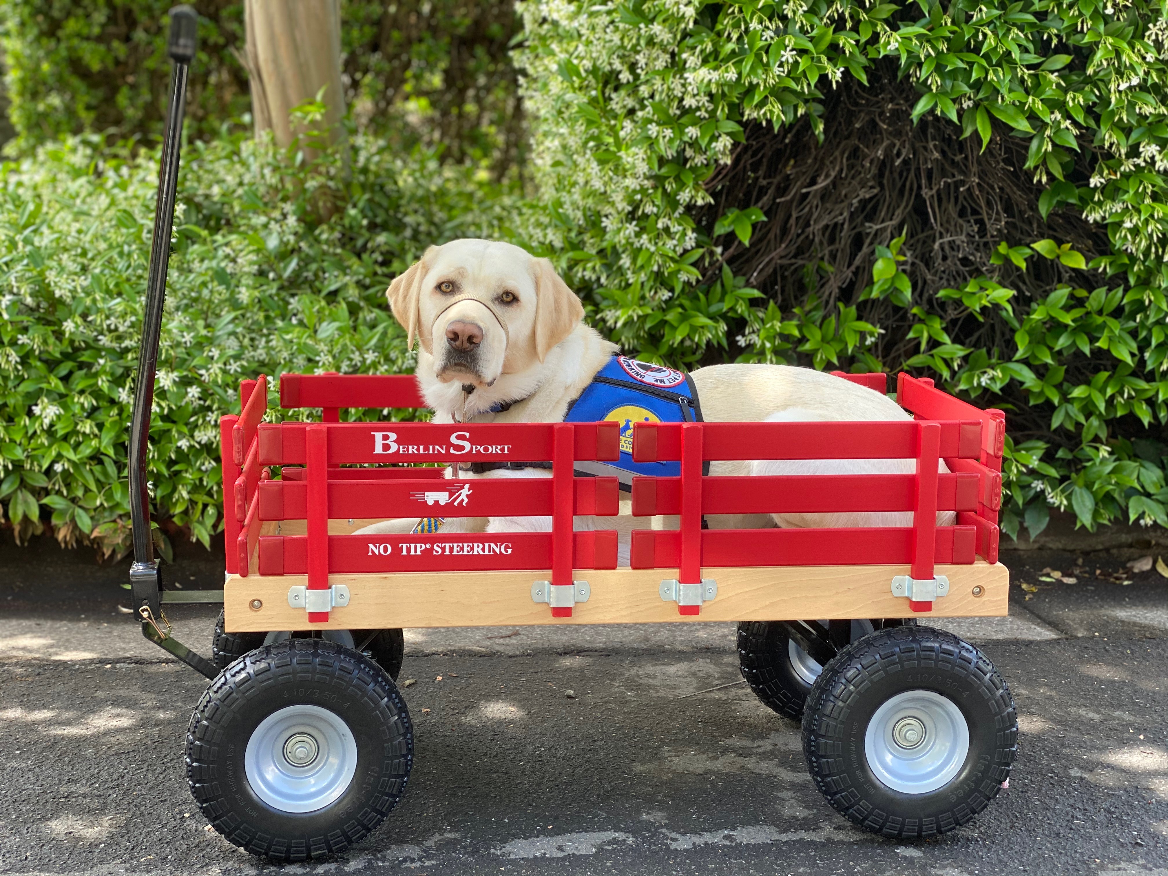 Dr. Downey's Service Dog, Fuchsia III